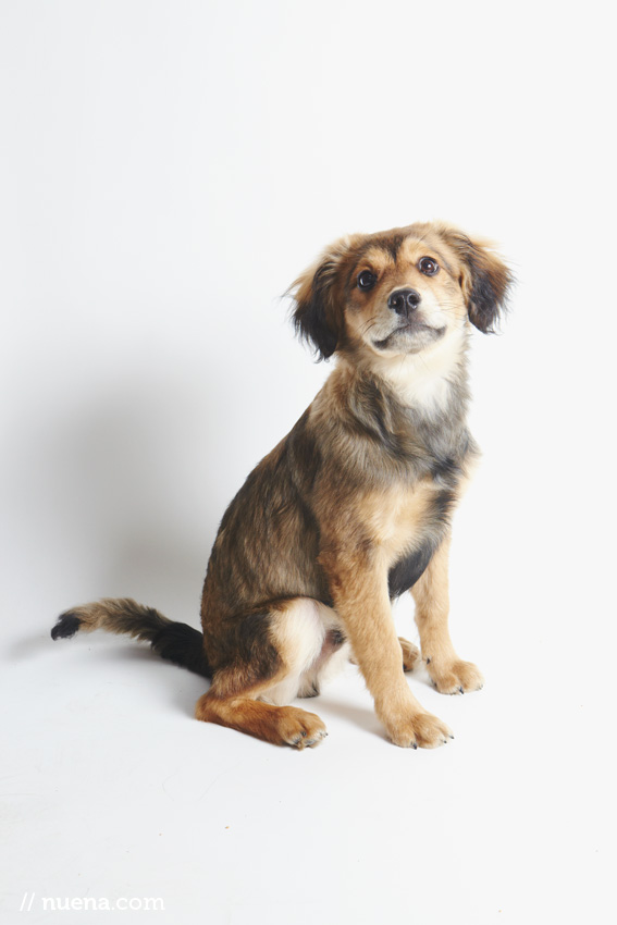 Studio | Dogs | Portfolio | Nuena Photography