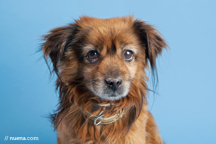 San Francisco Rescue Dog Photographer | Muttville | Bailey