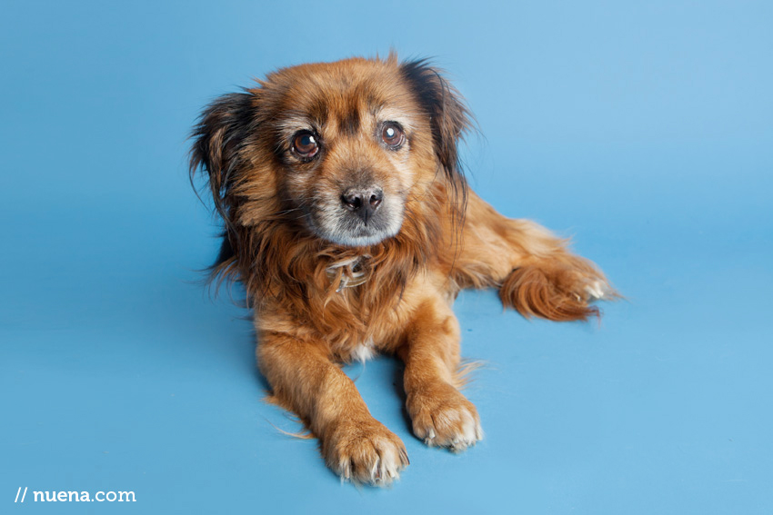 San Francisco Rescue Dog Photographer | Muttville | Bailey