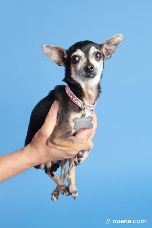 San Francisco Rescue Dog Photographer | Muttville | Pixie