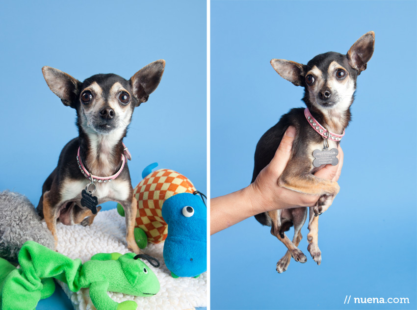 San Francisco Rescue Dog Photographer | Muttville | Ryan