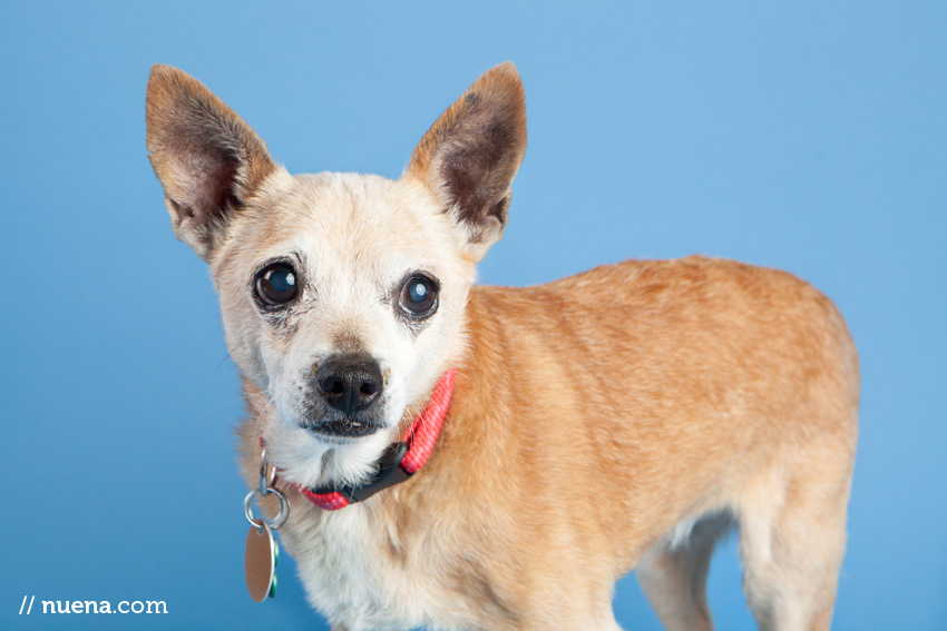 San Francisco Rescue Dog Photographer | Muttville | Posie