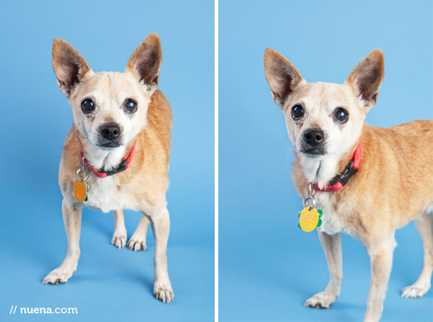 San Francisco Rescue Dog Photographer | Muttville | Ryan