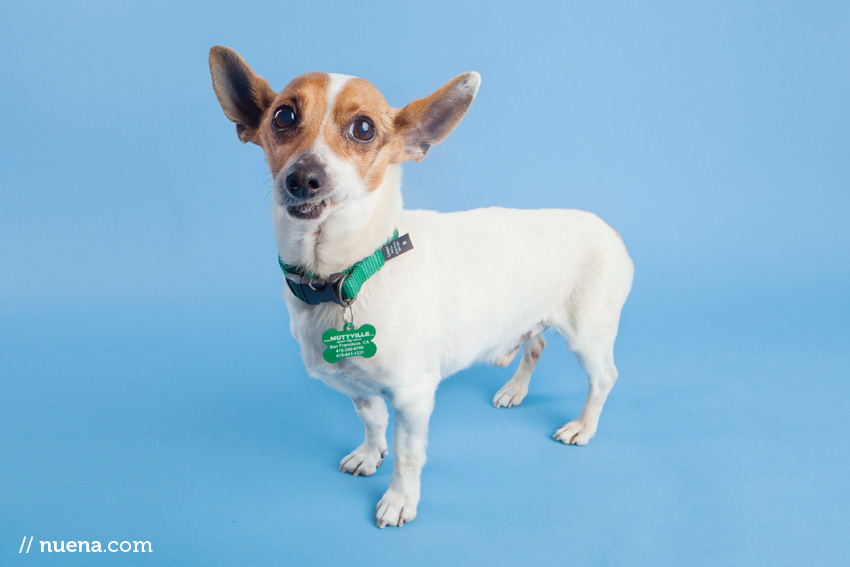 San Francisco Rescue Dog Photographer | Muttville | Ryan