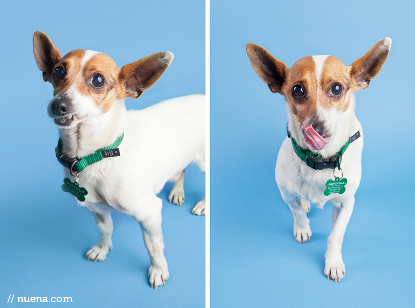 San Francisco Rescue Dog Photographer | Muttville | Ryan