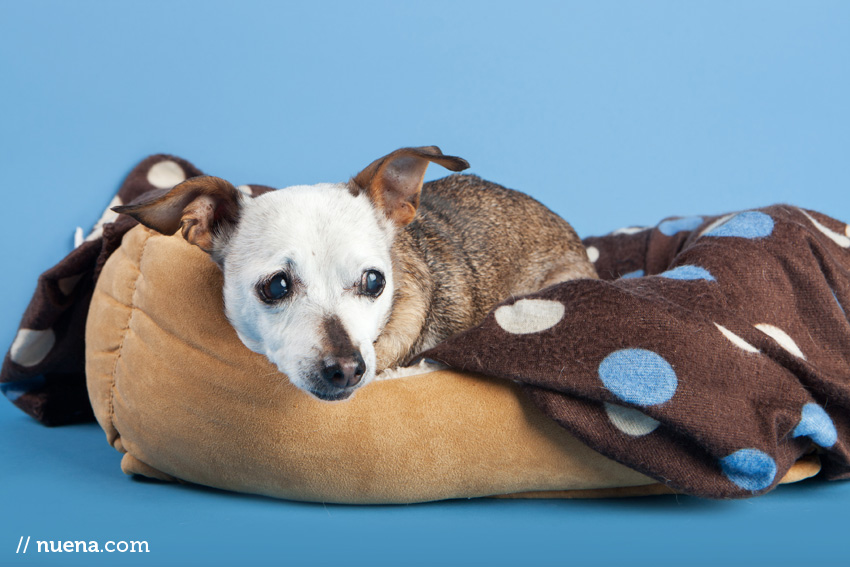 San Francisco Rescue Dog Photographer | Muttville | Sable