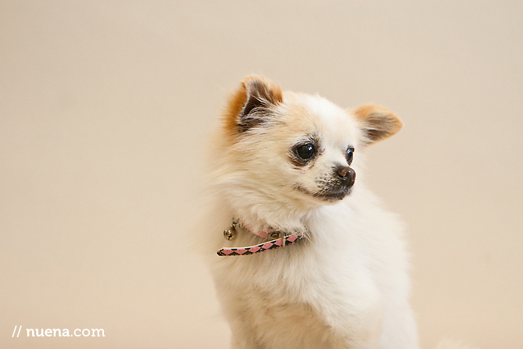 Charleston the Pomeranian | Muttville | Nuena Photography