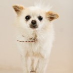 Studio | Dogs | Portfolio | Nuena Photography