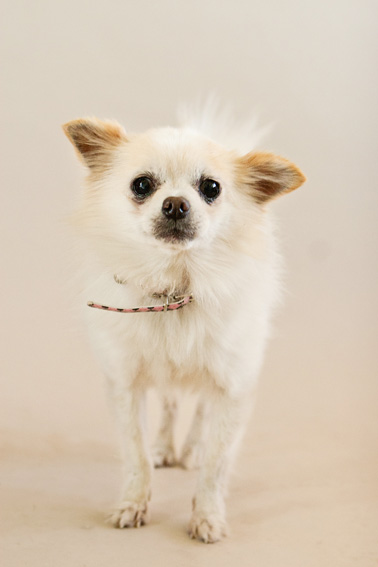Studio | Dogs | Portfolio | Nuena Photography