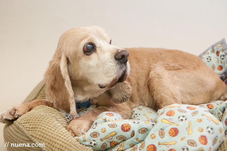 Sammy the Cocker Spaniel | Muttville | Nuena Photography