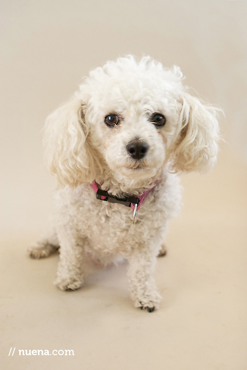 Tootsie the Toy Poodle | Muttville | Nuena Photography