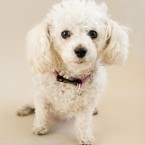 Studio | Dogs | Portfolio | Nuena Photography