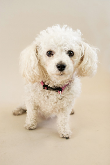 Studio | Dogs | Portfolio | Nuena Photography