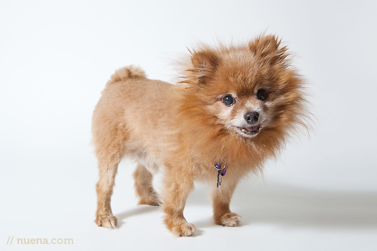 Shawn White from Muttville | Nuena Photography | San Francisco Pet Photographer