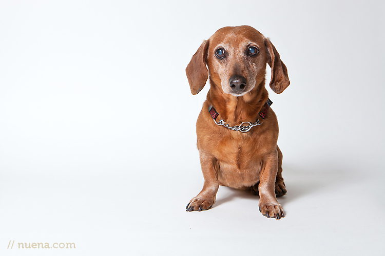 Guido from Muttville | Nuena Photography | San Francisco Pet Photographer