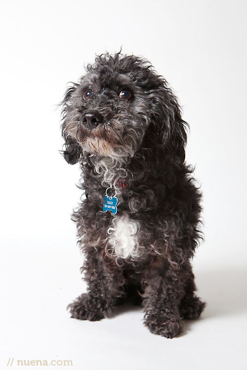 Augie Doggie from Muttville | Nuena Photography | San Francisco Pet Photographer