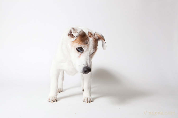 Bumper from Muttville | Nuena Photography | San Francisco Pet Photographer