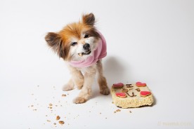 Rescue Dog Photographer - Candy the Pomeranian | Nuena Pet Photography