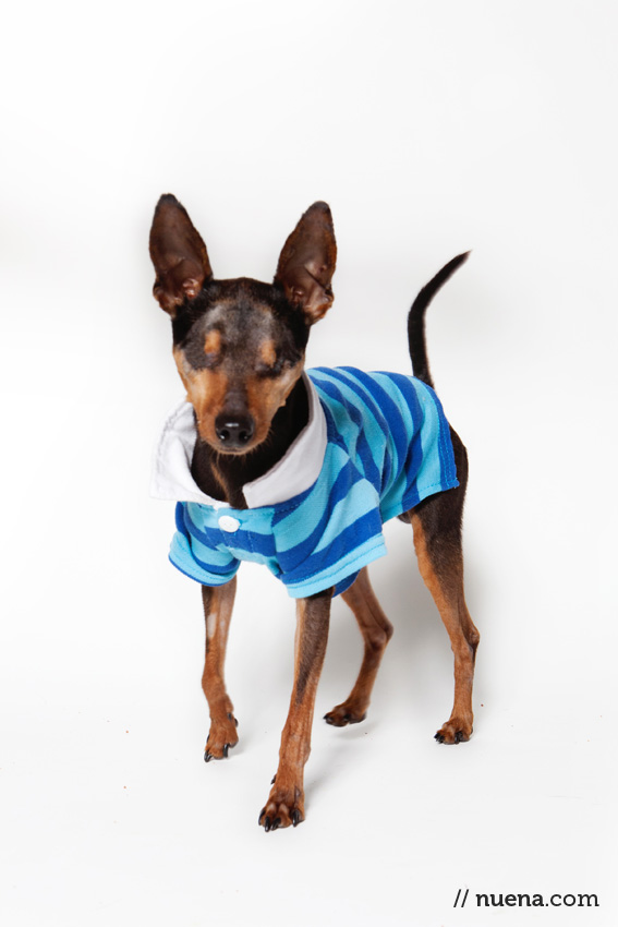 Wally the Min Pin from Muttville | Nuena Photograhy | San Francisco Pet Photographer