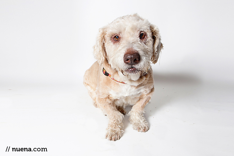 Malone the Basset/Poodle Mix from Muttville | Nuena Photography | San Francisco Pet Photographer