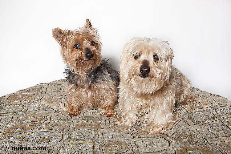 Stella and Willy the Yorkies from Muttville | Nuena Photography | San Francisco Pet Photographer