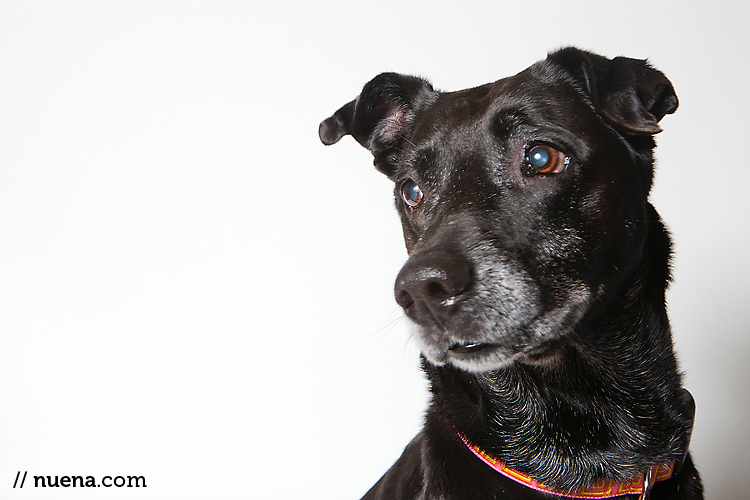 Coco the Lab Mix from Muttville | Nuena Photography | San Francisco Pet Photographer