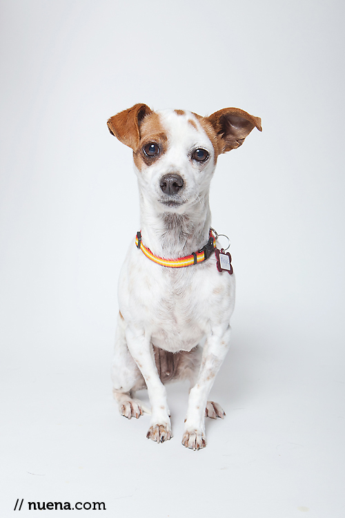 Madge the Terrier Mix from Muttville | Nuena Photography | San Francisco Pet Photographer