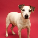 Studio | Dogs | Portfolio | Nuena Photography