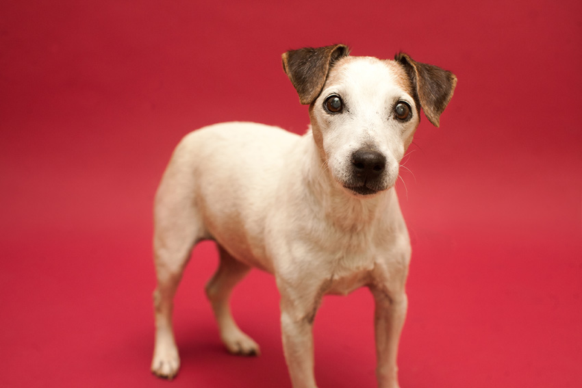 Studio | Dogs | Portfolio | Nuena Photography