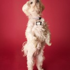 Studio | Dogs | Portfolio | Nuena Photography