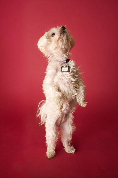 Studio | Dogs | Portfolio | Nuena Photography