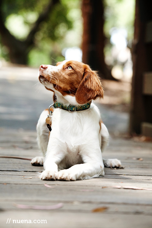 Olive the Brittany | Nuena Photography | San Francisco Best Pet Photographer