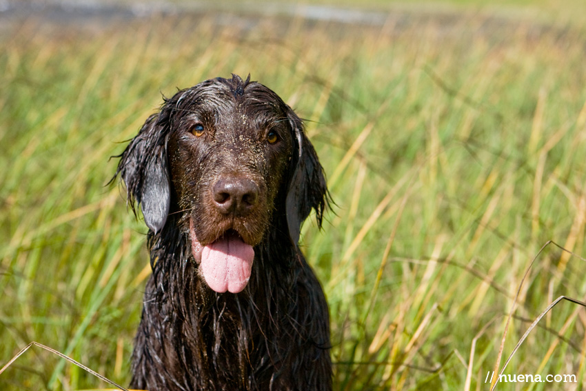 Pacey the Flat Coated Retriever | SF Bay Area Best Pet Photographer