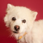 Studio | Dogs | Portfolio | Nuena Photography