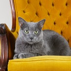 Studio | Pets | Portfolio | Nuena Photography