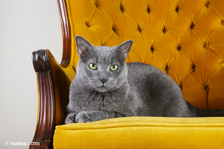 Studio | Pets | Portfolio | Nuena Photography