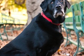 Potter the Black Lab | Nuena Photography