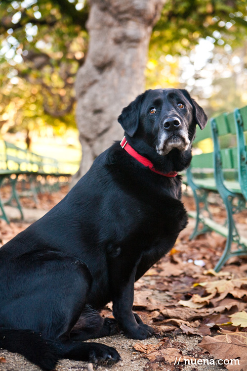 Potter the Black Lab | Nuena Photography