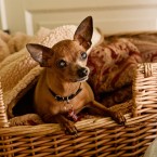 Precious | Muttville | Nuena Photography
