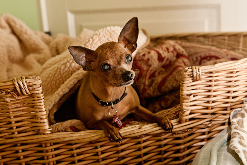 Precious | Muttville | Nuena Photography