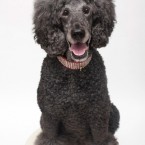Studio | Dogs | Portfolio | Nuena Photography