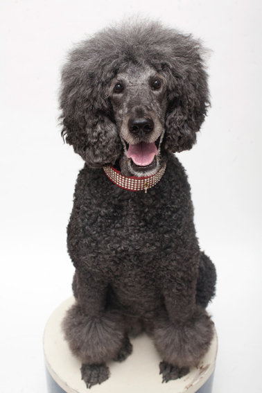 Studio | Dogs | Portfolio | Nuena Photography