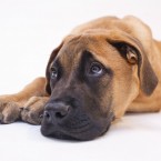 Studio | Dogs | Portfolio | Nuena Photography