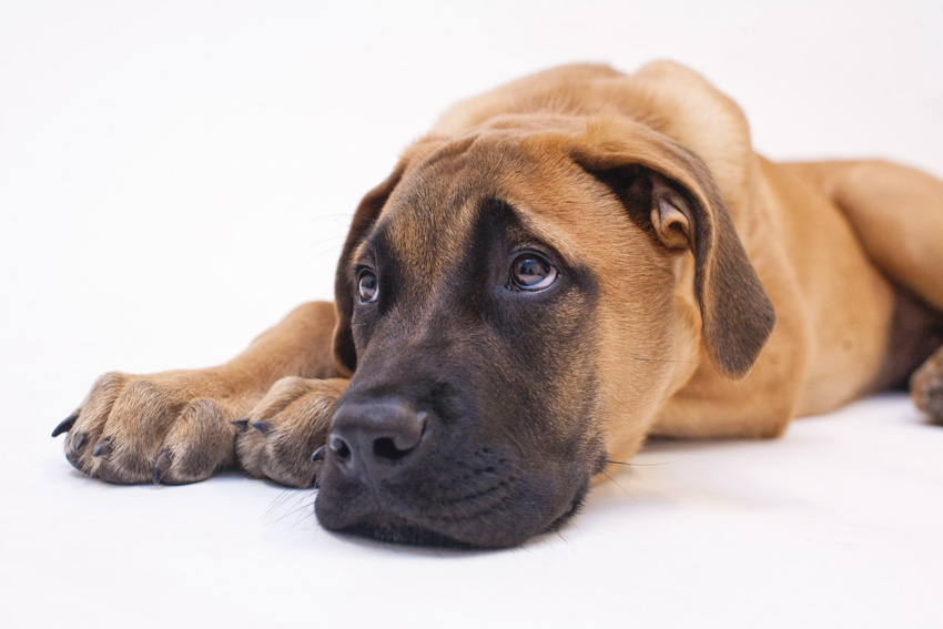 Studio | Dogs | Portfolio | Nuena Photography