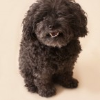 Studio | Dogs | Portfolio | Nuena Photography
