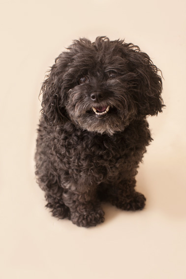 Studio | Dogs | Portfolio | Nuena Photography