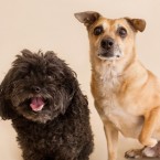 Studio | Dogs | Portfolio | Nuena Photography
