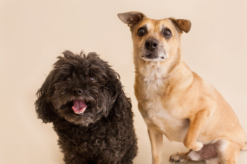 Studio | Dogs | Portfolio | Nuena Photography