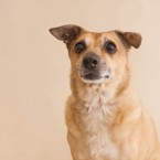 Studio | Dogs | Portfolio | Nuena Photography