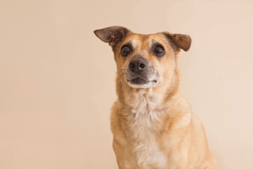 Studio | Dogs | Portfolio | Nuena Photography